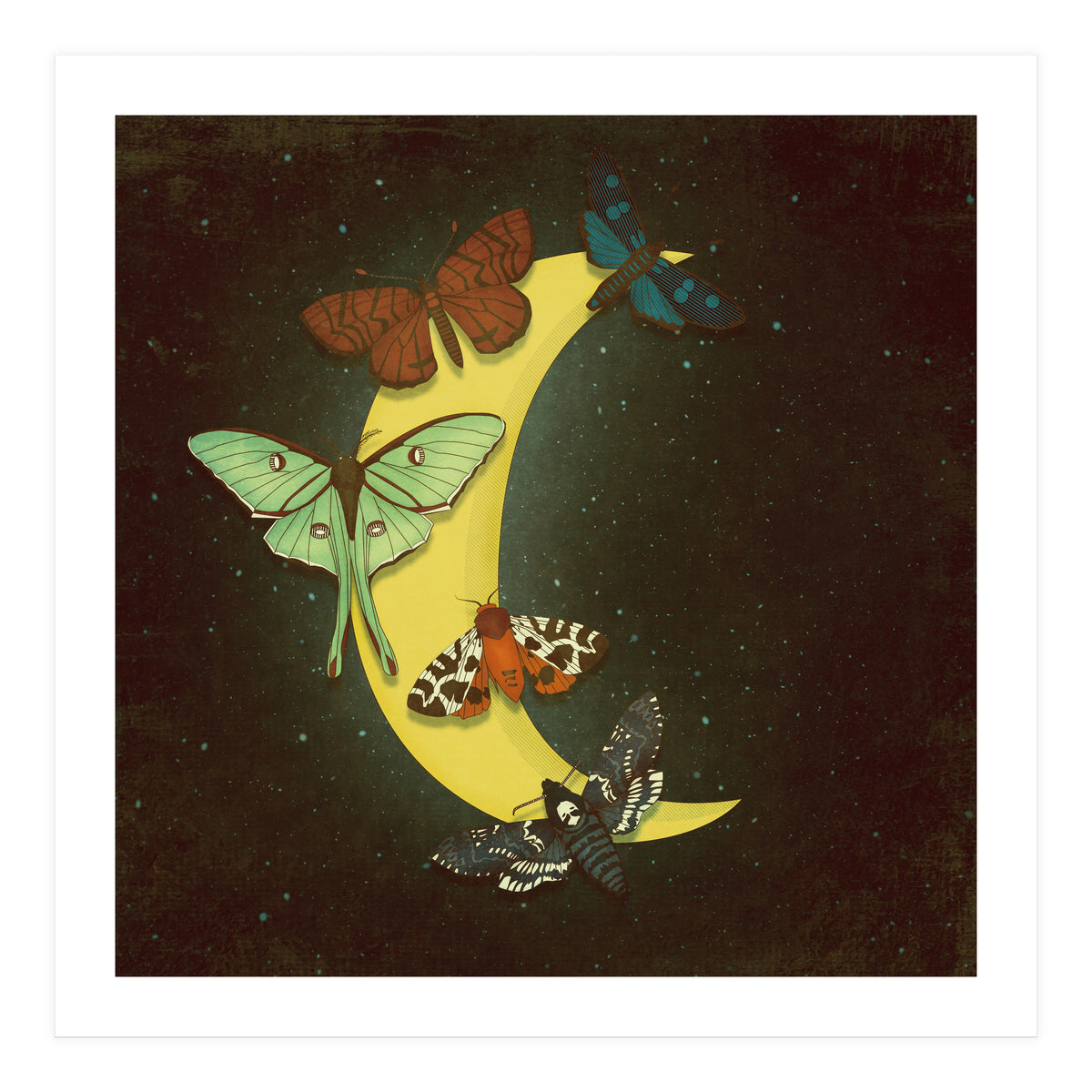Moth moon (Print Only)