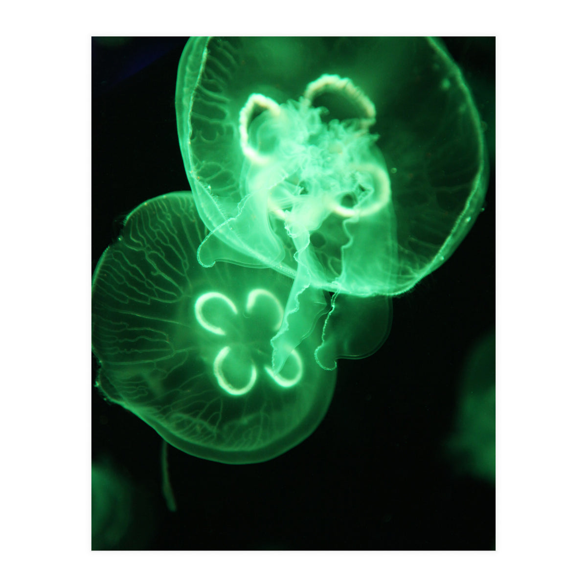 Jellyfish (Print Only)