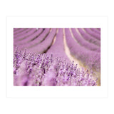 Lavender Happiness (Print Only) thumbnail
