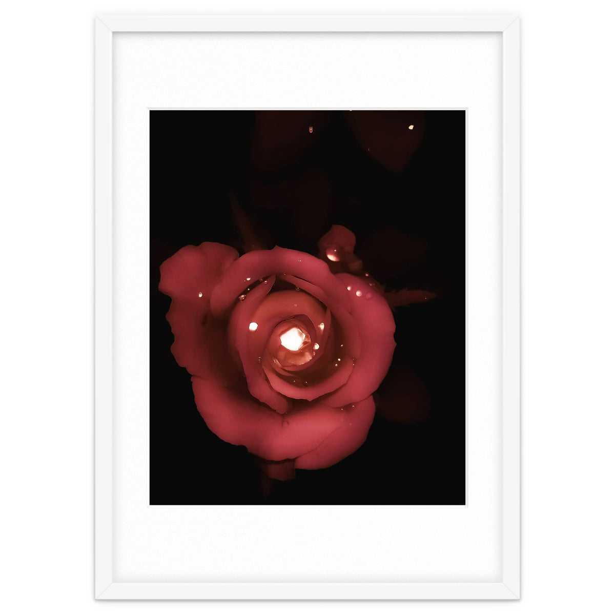 Lighting Rose