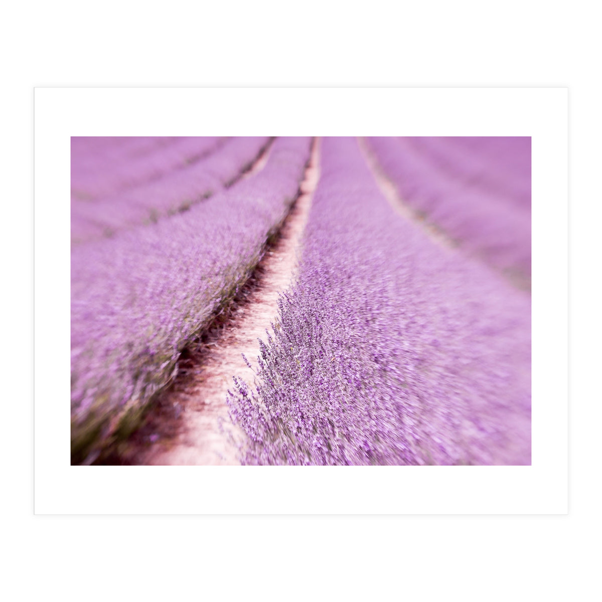 Lilac Love (Print Only)