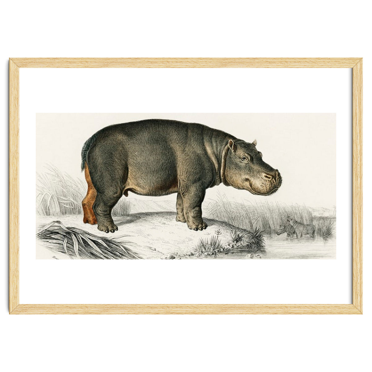 Hippopotamus illustrated
