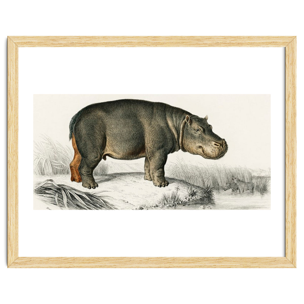 Hippopotamus illustrated