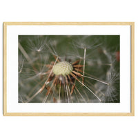 Dandelion Seeds