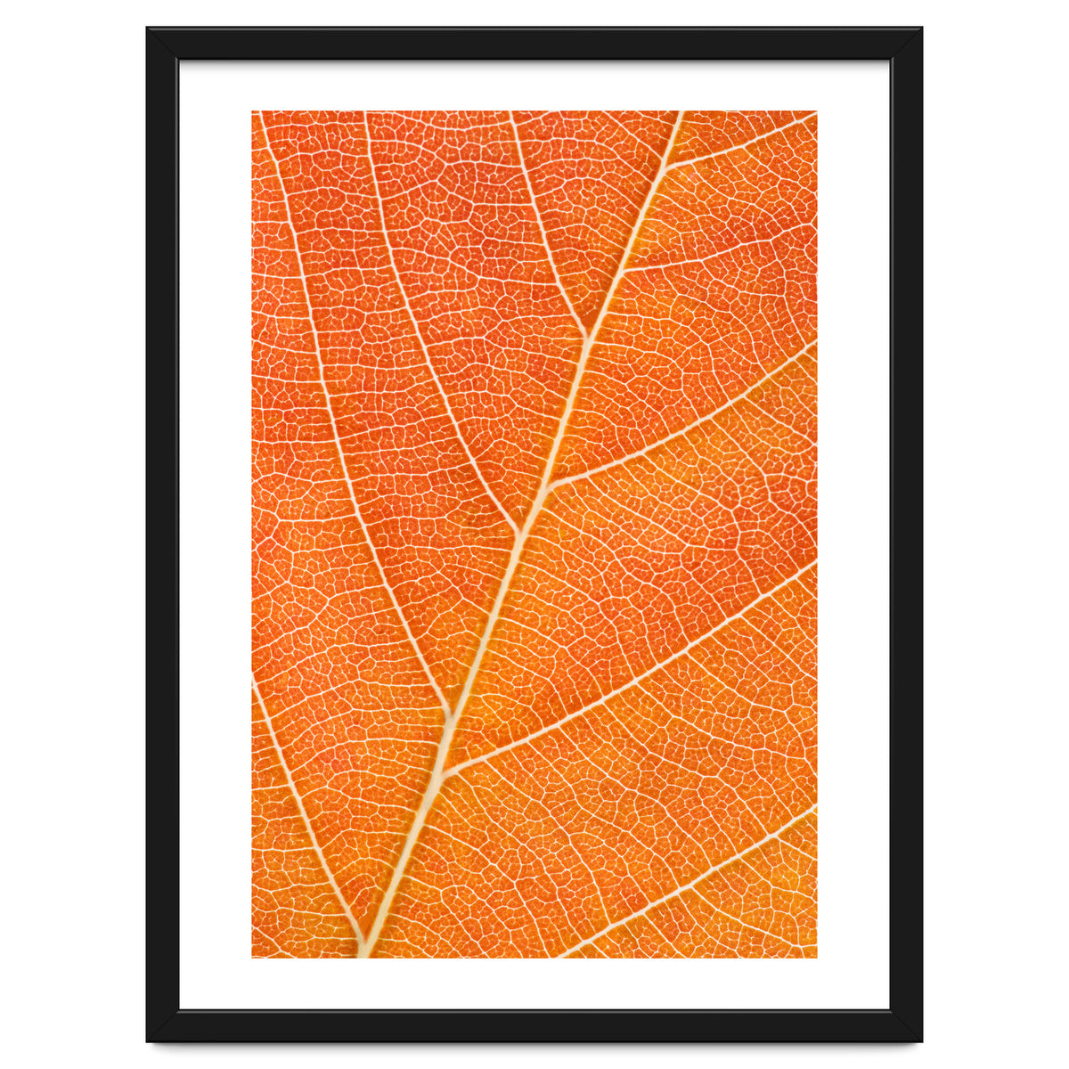 Autumn Leaf