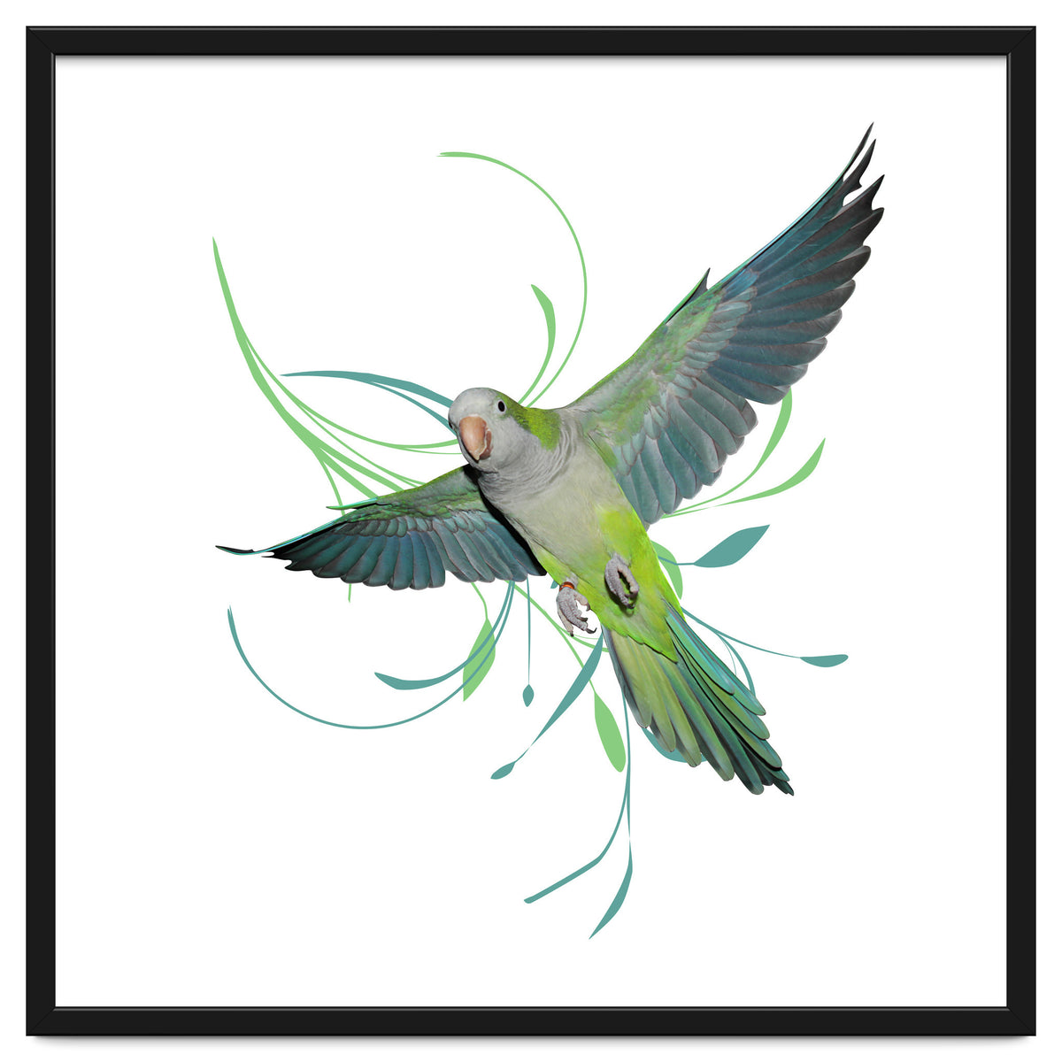 Flying quaker parrot