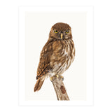 Cc Birds 10 (Print Only) thumbnail