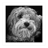 Havaneser (Print Only) thumbnail