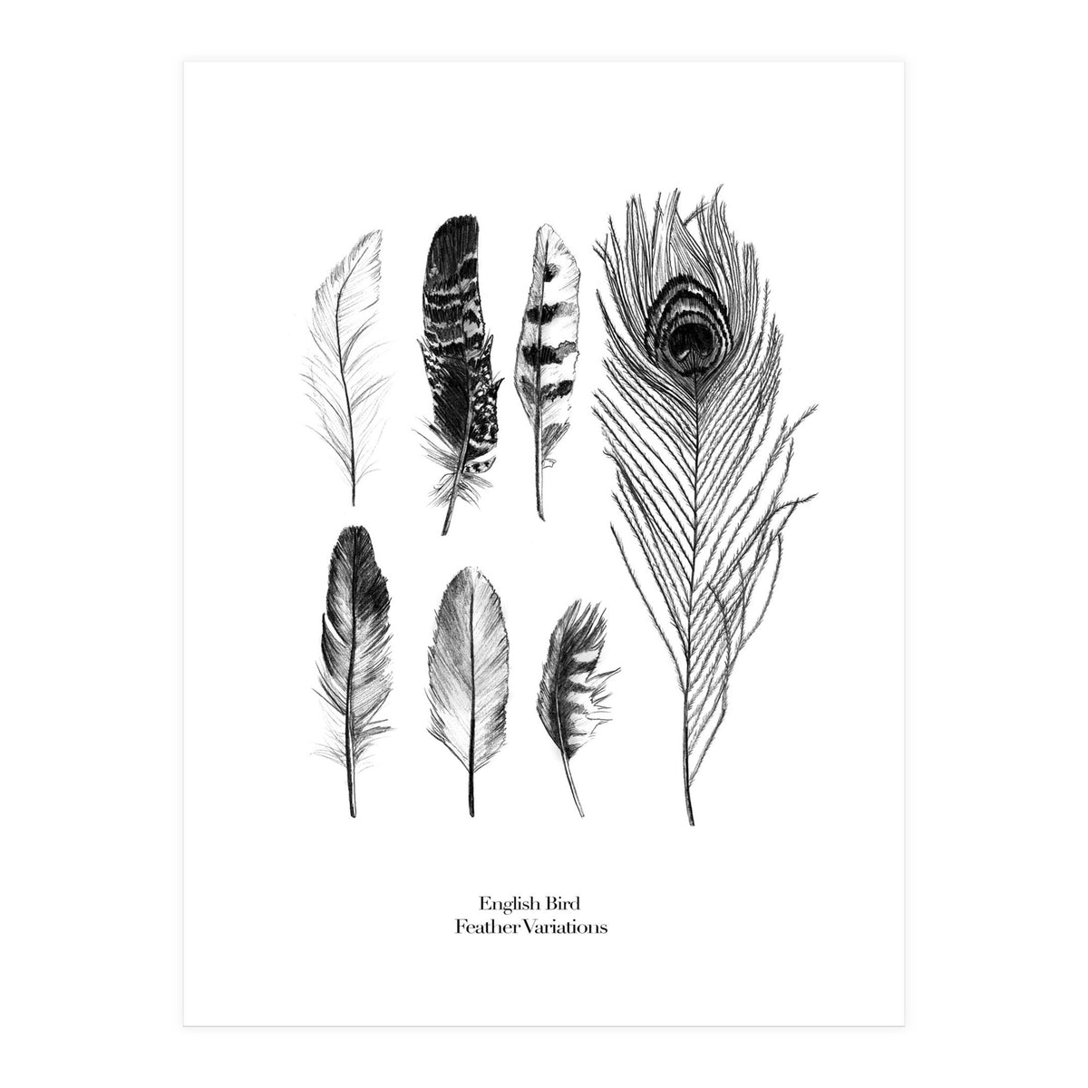 English Feather Variations (Print Only)