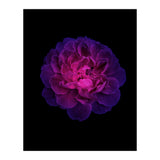 Blooming Nature (Print Only) thumbnail