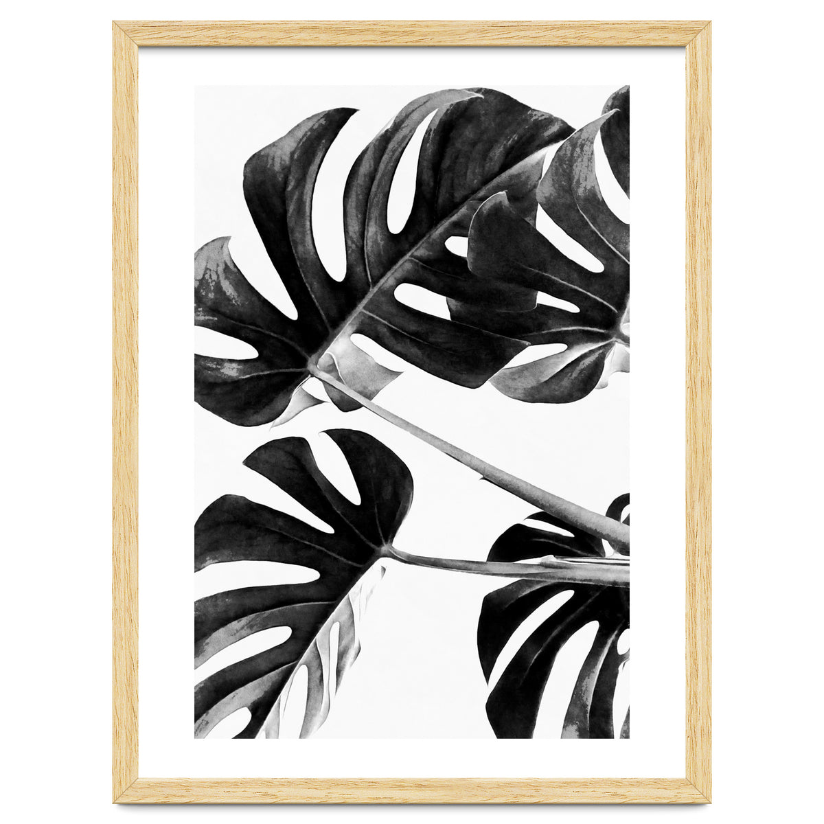 Monstera Black And White 05