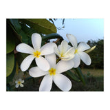 Frangipani (Print Only) thumbnail