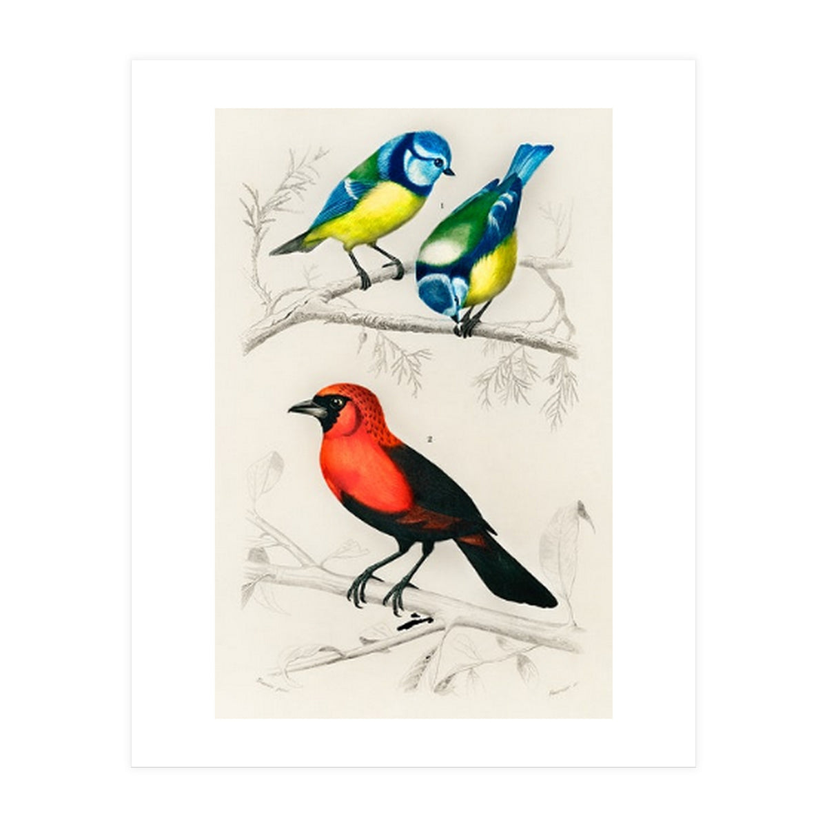 Different types of birds illustrated (Print Only)