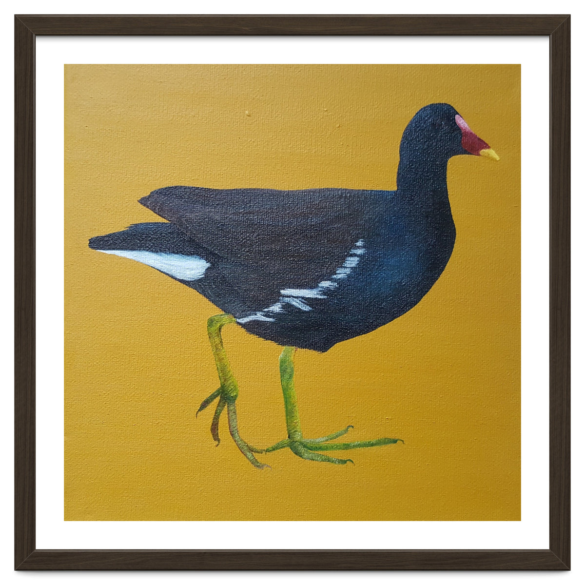 Moorhen