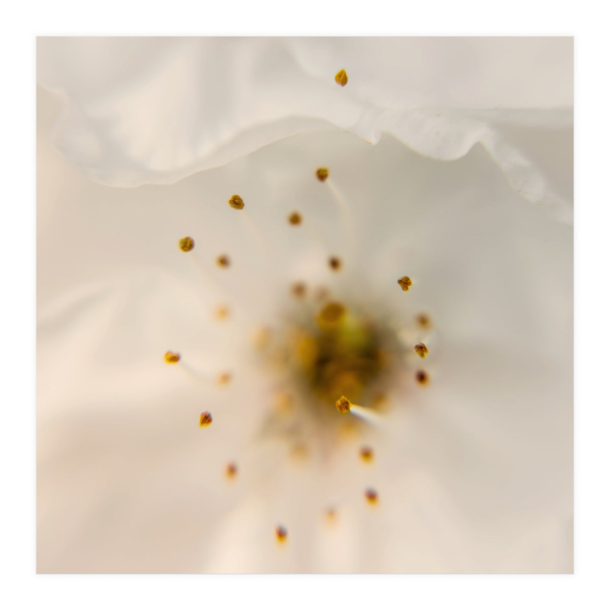 Milk Blossom (Print Only)