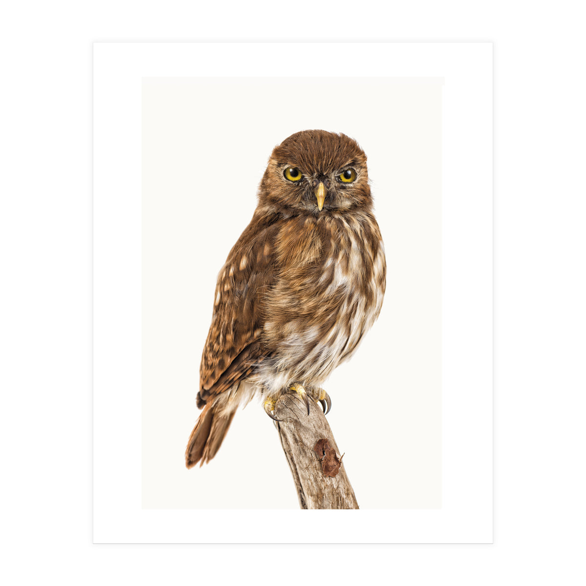 Cc Birds 10 (Print Only)