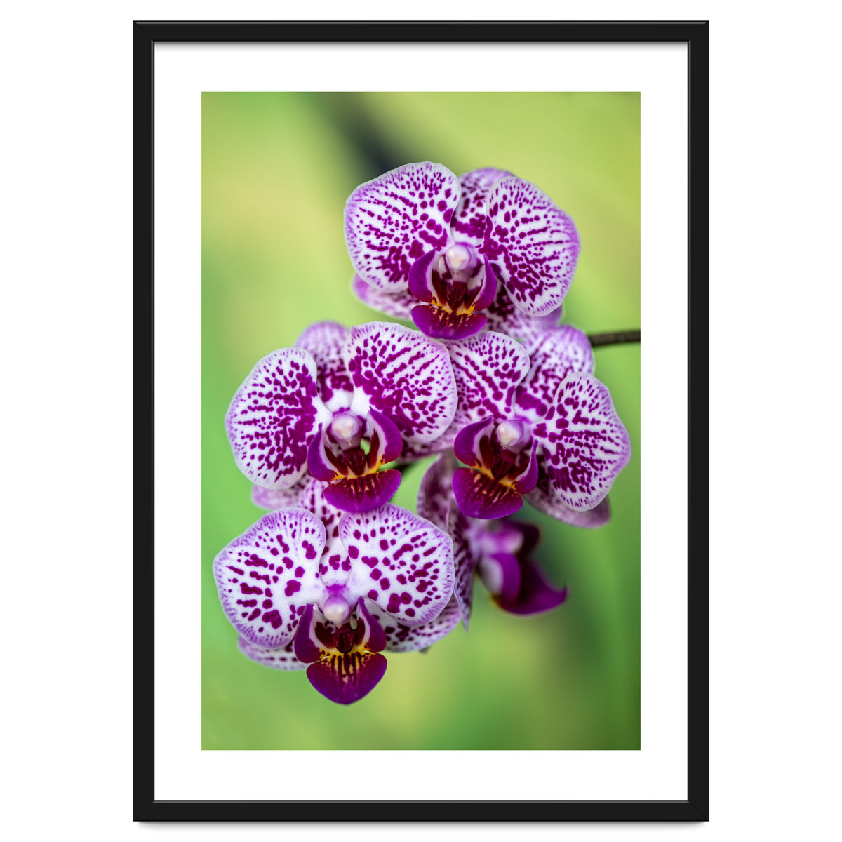 Orchidee Flower