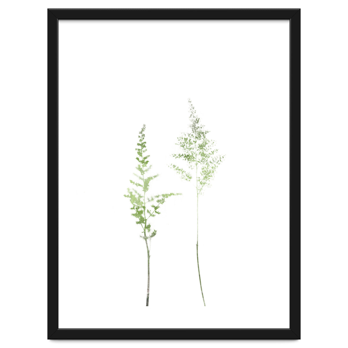 Olive Green Astilbe