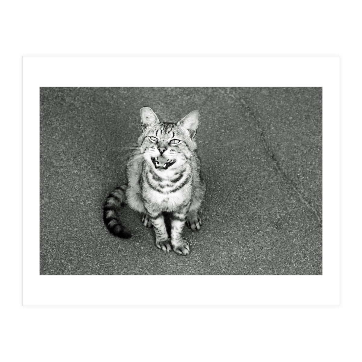 Cat (Print Only)