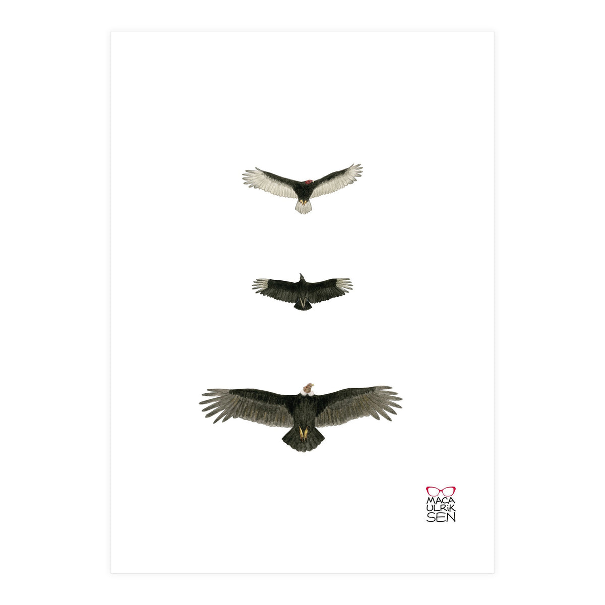 Cathartidae (Print Only)