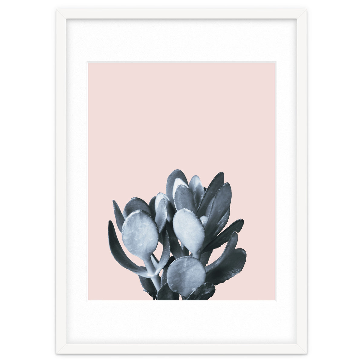 Cactus collection BL-II