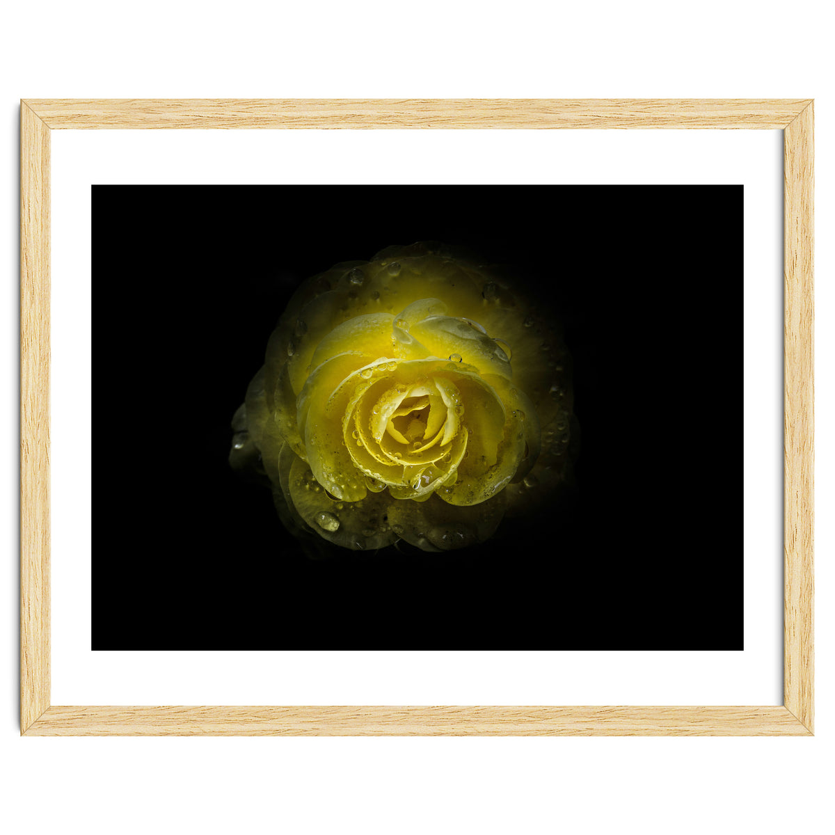 Backyard Flowers 64 Color Version