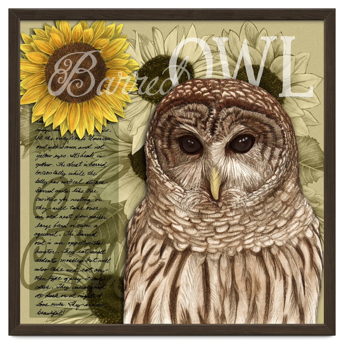 Sunflowers and Barred Owl