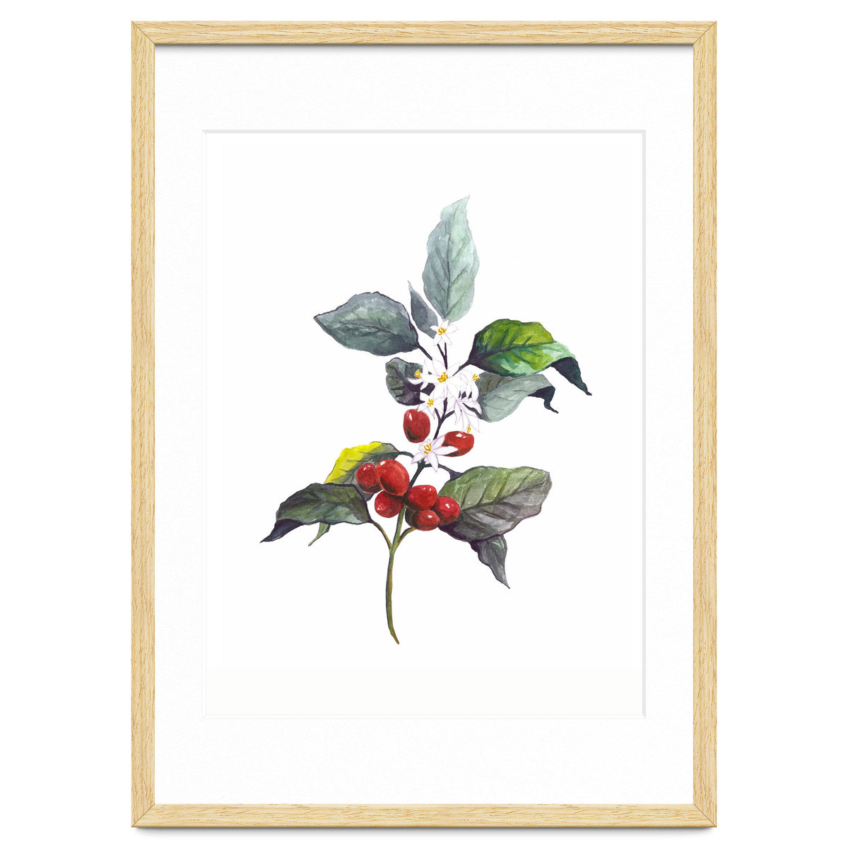 1 Botanical Illustration Kaffee Pflanze