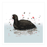 Common coot (Print Only) thumbnail
