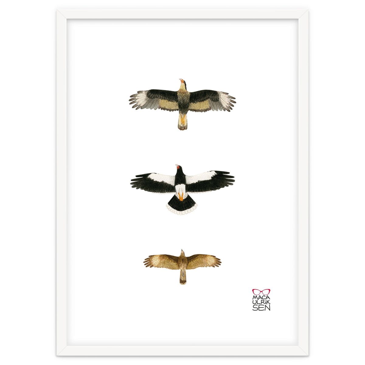 Falconidae n.2