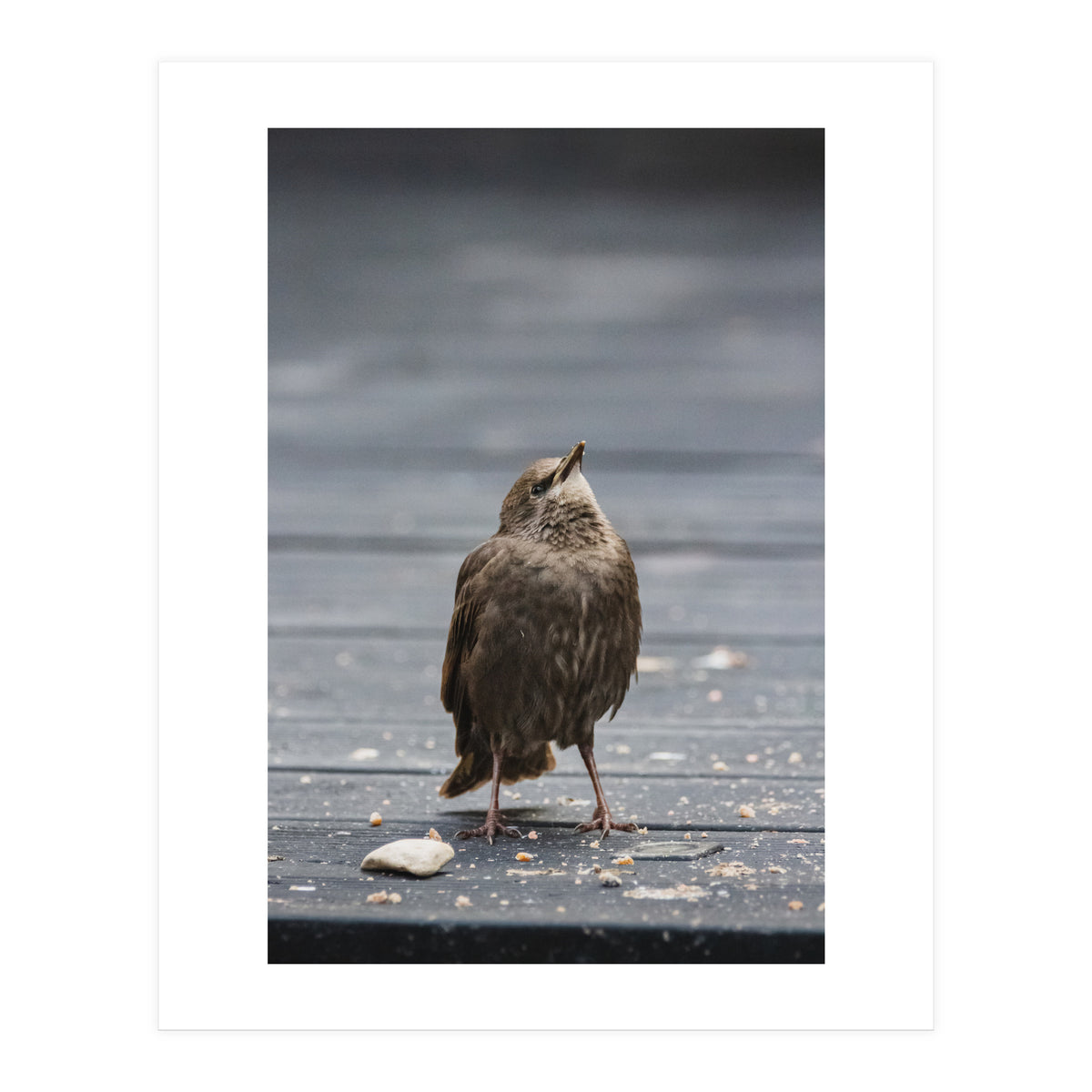 Treading the boards (Print Only)