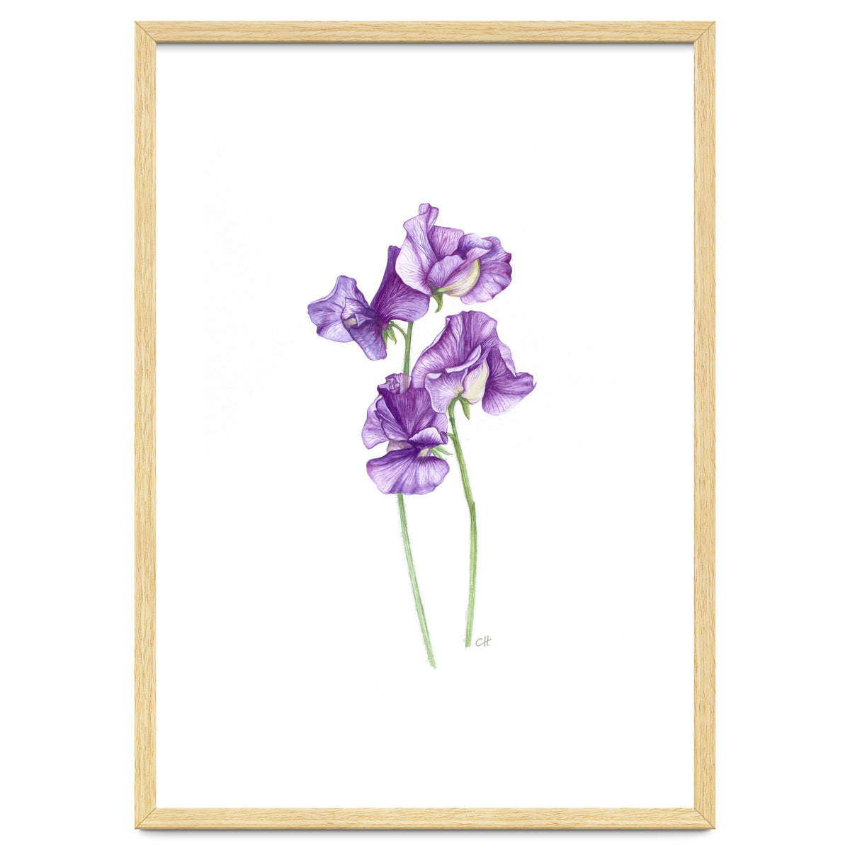 A Purple Posy Of Sweet Peas