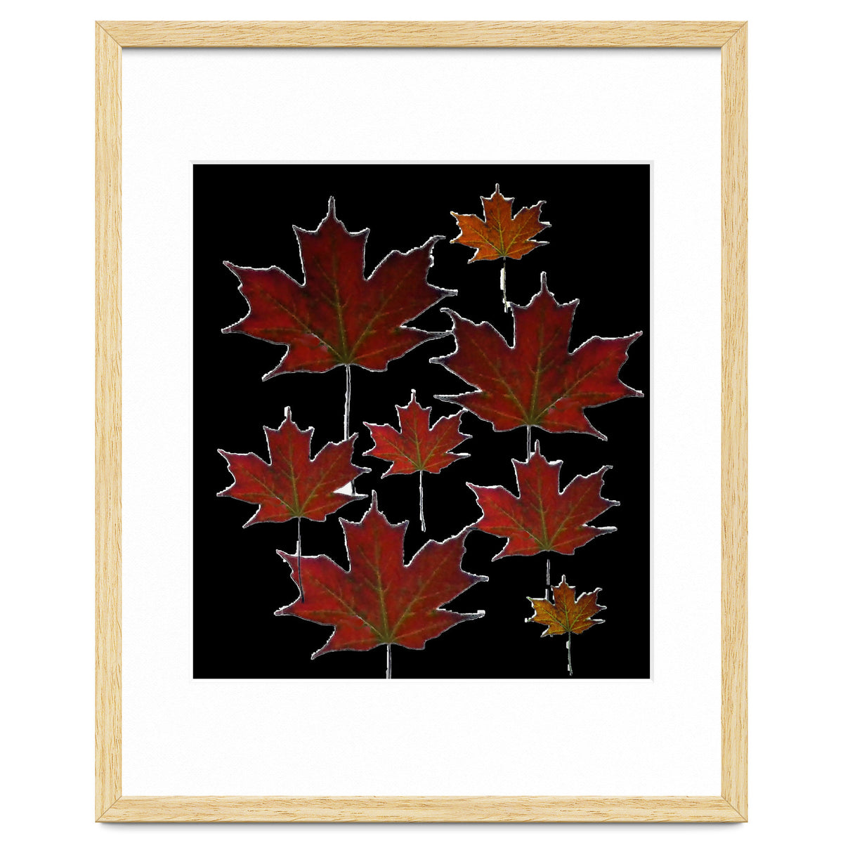 Red Autumn Leaves on Black Ground.