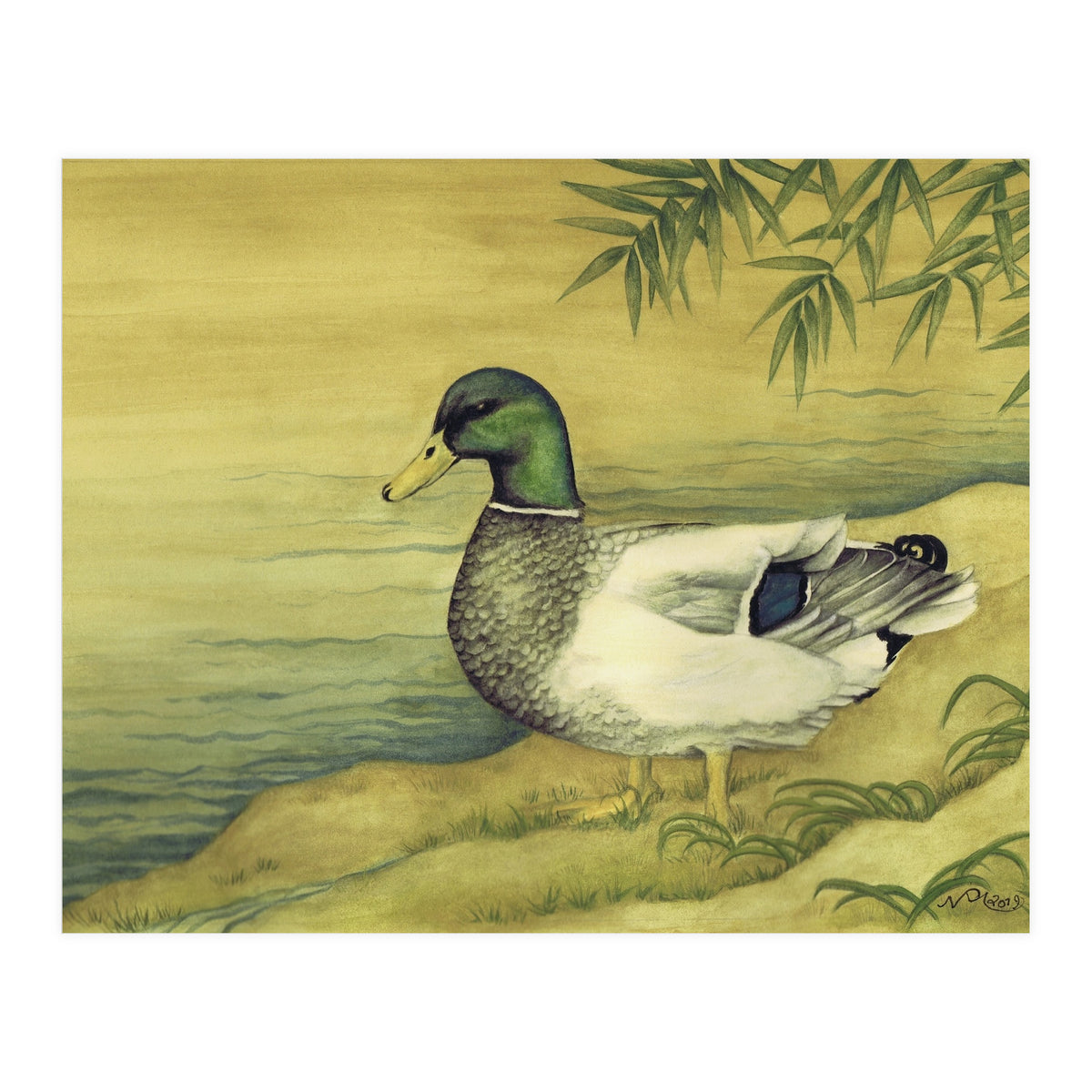 Mallard (Print Only)
