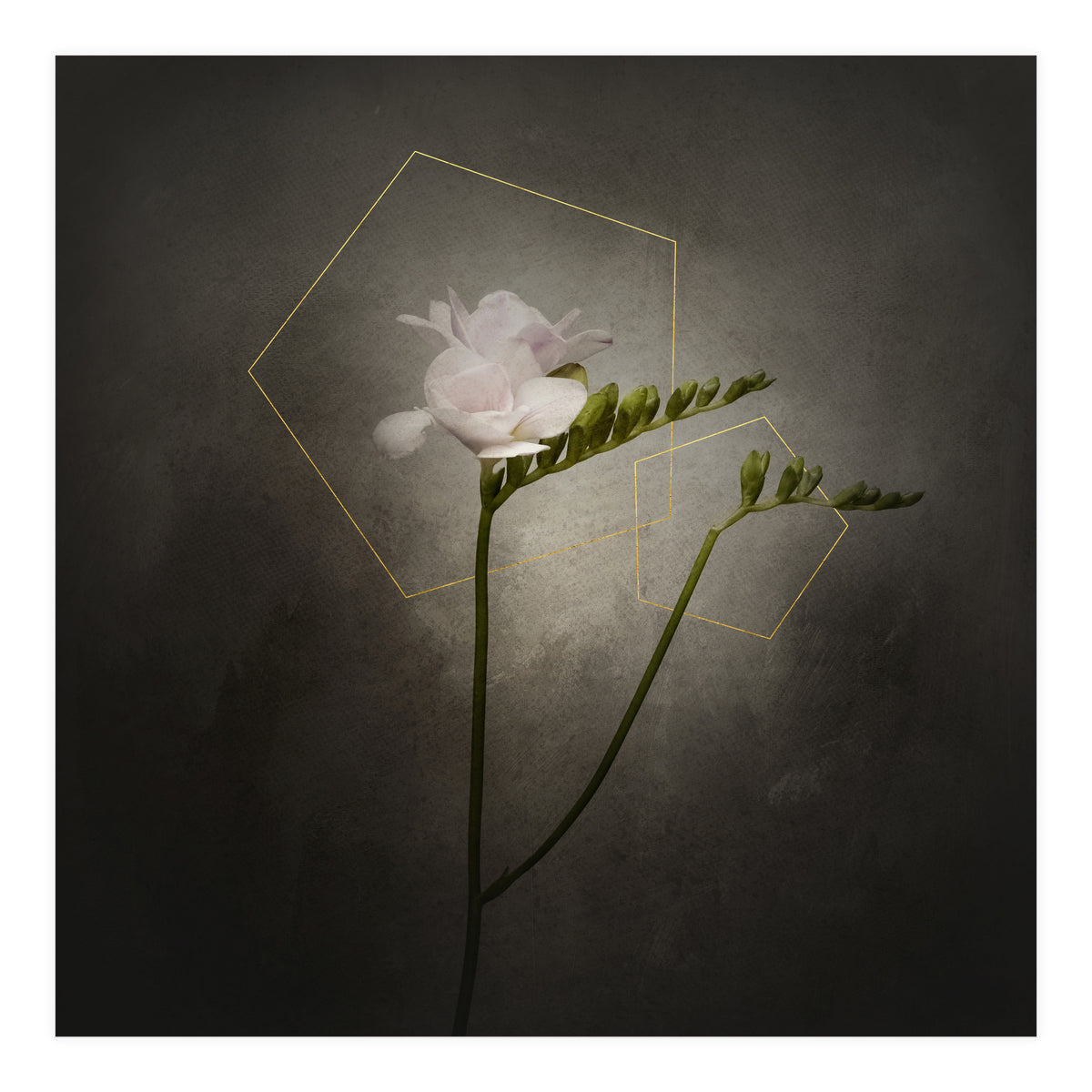 Graceful flower - Freesia | vintage style gold  (Print Only)