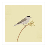 Blackcap  (Print Only) thumbnail