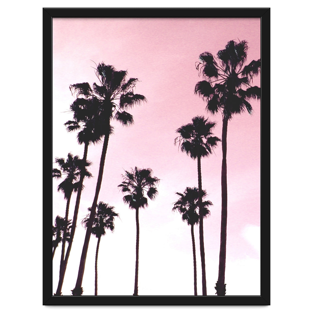 Palms & Sunset