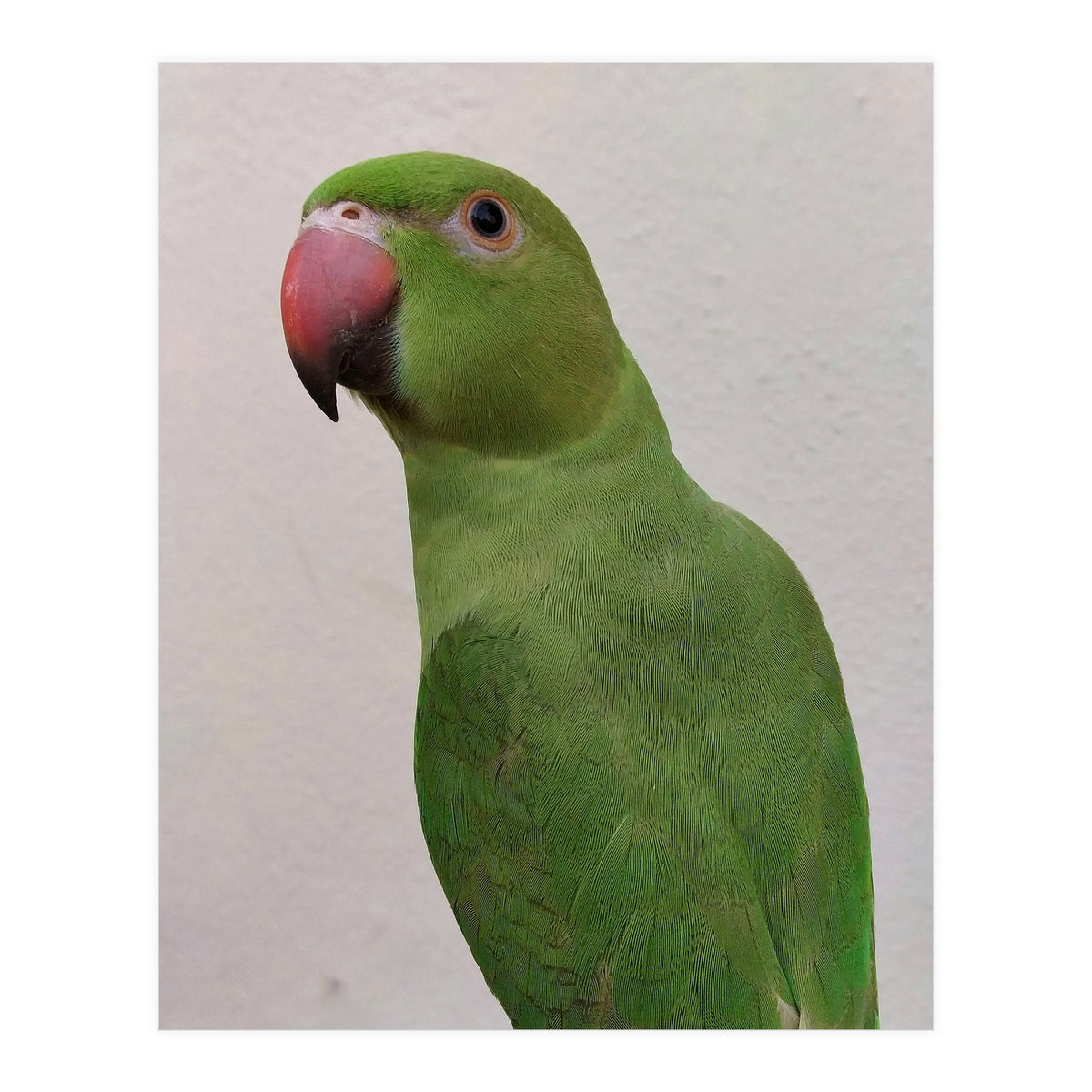 Cute Indian Parakeet (Print Only)