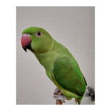 Beautiful Indian Parakeet (Print Only) thumbnail