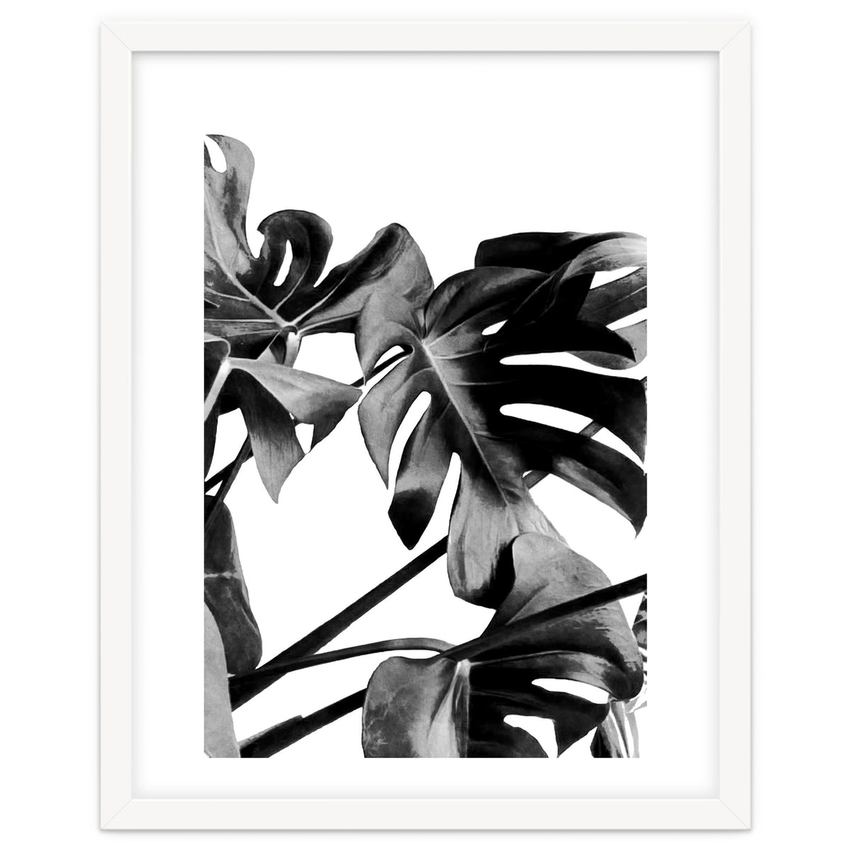 Monstera Black And White 06
