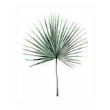 Botanical Illustration Fanpalm (Print Only) thumbnail