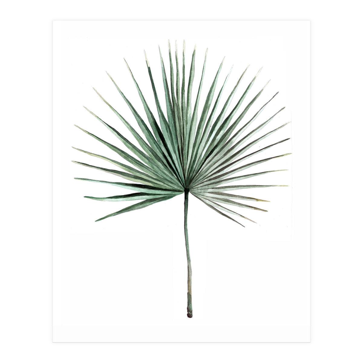 Botanical Illustration Fanpalm (Print Only)