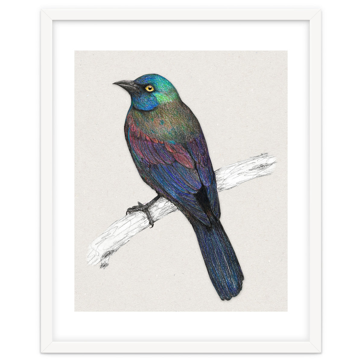 Common Grackle