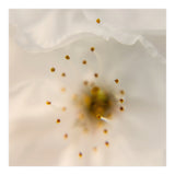 Milk Blossom (Print Only) thumbnail