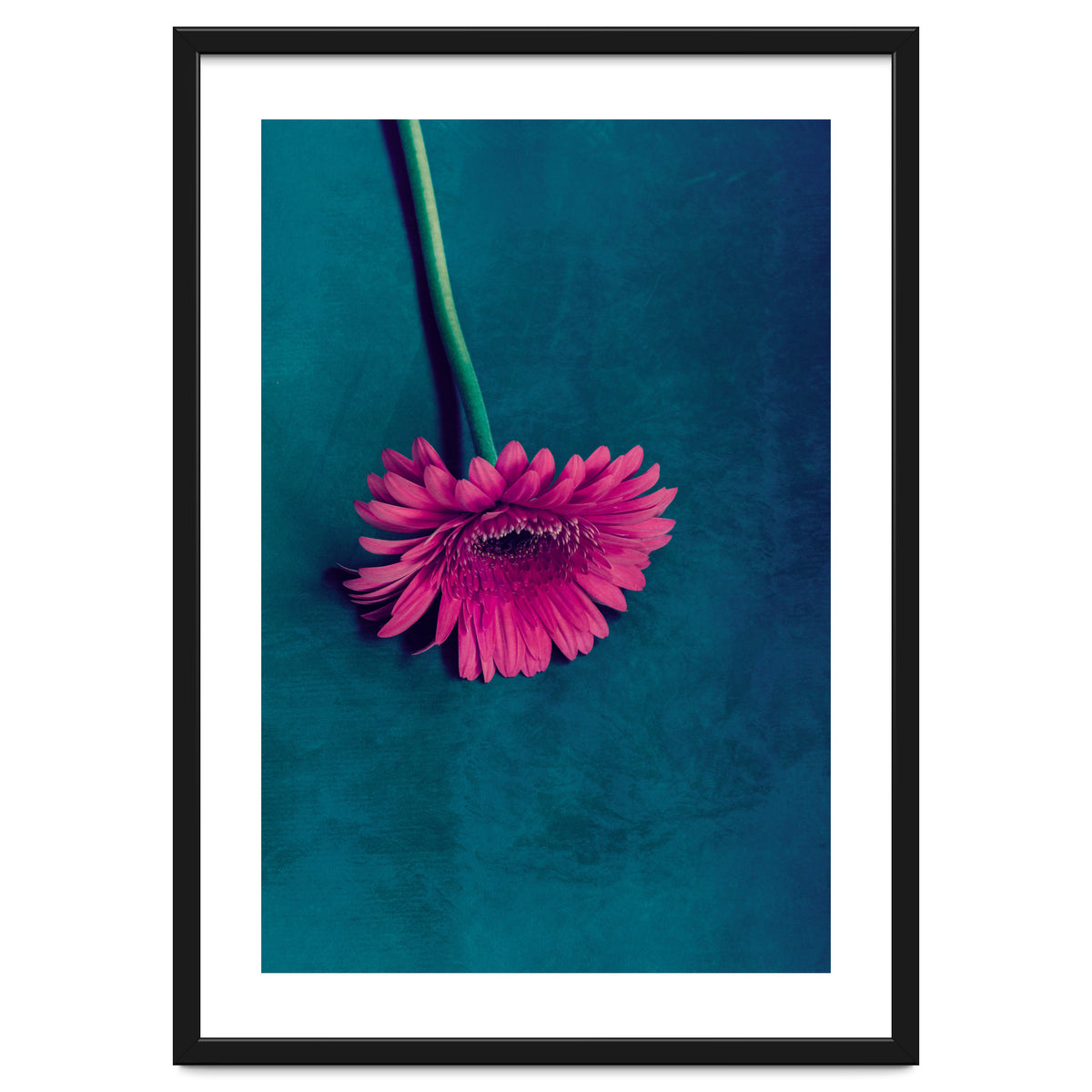 Gerbera for love