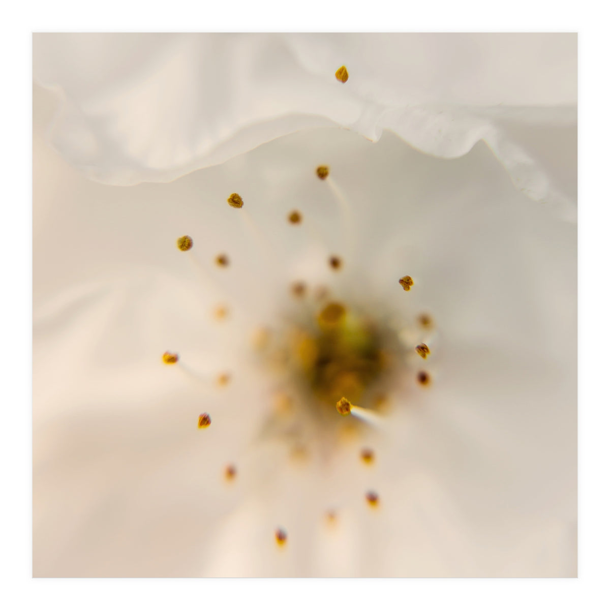 Milk Blossom (Print Only)