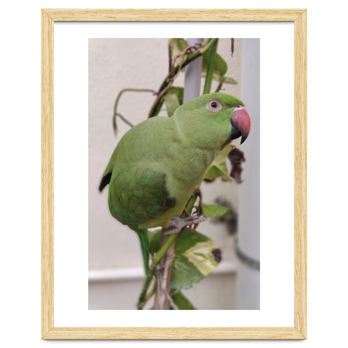 Dazzling Indian Parrot