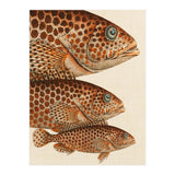 Fish Classic Designs 6 (Print Only) thumbnail