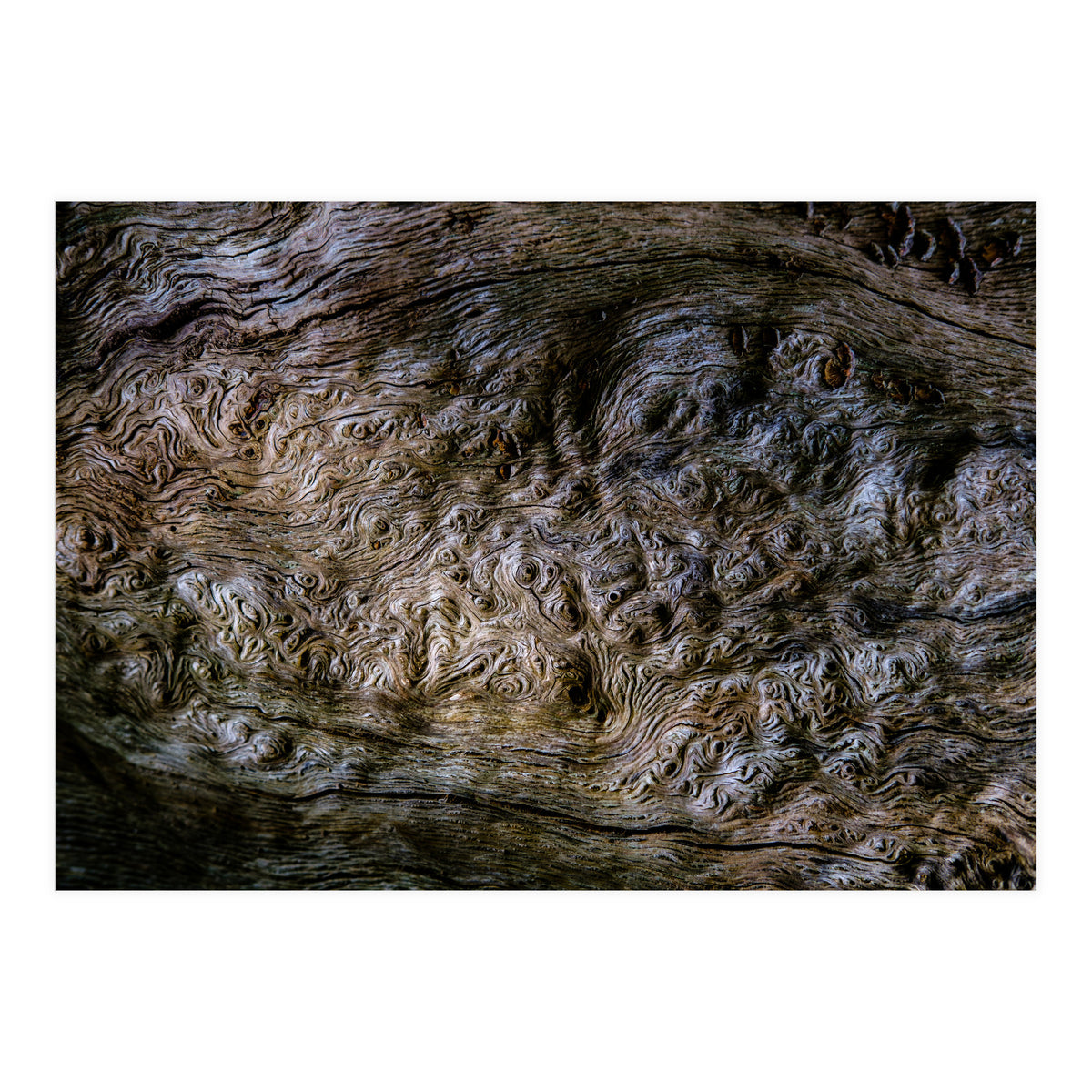 Burlwood pattern in tree  (Print Only)