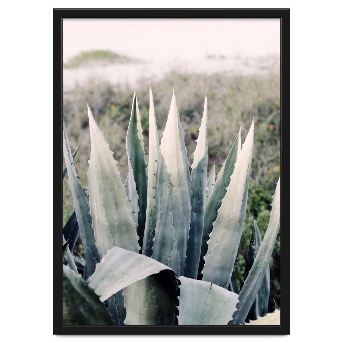 Pale Agave